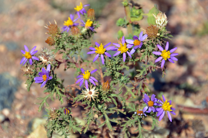 Mesa Tansyaster is a native annual that grows from a taproot. Plants prefer elevations from 1,500 to 5,500 feet (457-1,676 m). Machaeranthera tagetina